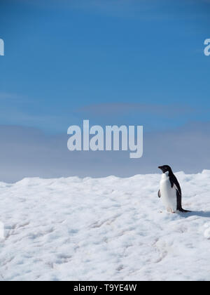 Un singolo Adelie penguin in piedi in cima a una coperta di neve iceberg nel sud dell'Oceano Atlantico con cielo blu e nuvole grigie sopra. Foto Stock