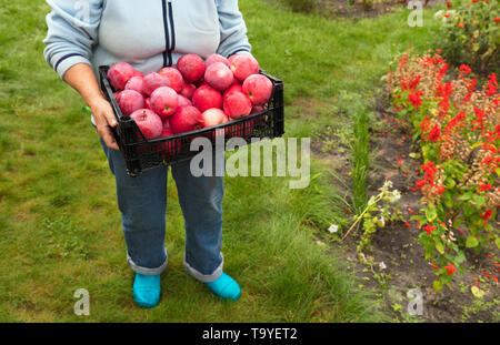 L'agricoltore raccolte nel giardino un raccolto di rosso mele mature in un cesto in plastica Foto Stock