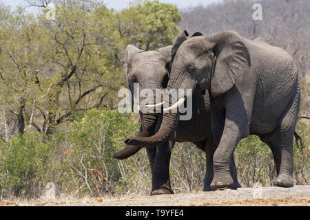 Bush africano Elefante africano (Loxodonta africana), due giocoso tori di elefante in piedi a fianco a fianco in un waterhole, Parco Nazionale Kruger,Sud Africa,Africa Foto Stock