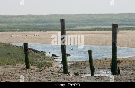 Riserva Naturale (Het Zwin) al confine con il Belgio Paesi Bassi Foto Stock