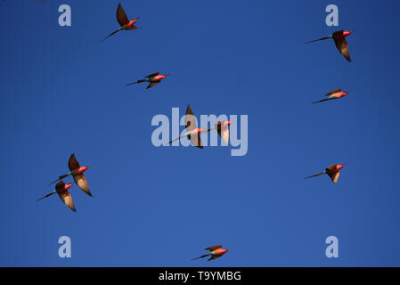 Ape-eater carminio meridionale (Merops nubicoides) floccano con cielo blu sfondo. Namibia Foto Stock