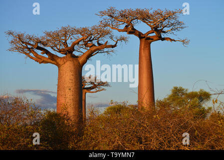 Due alberi di baobab giganti (Adansonia grandidieri) vicino a Belo sur Mer, Morondava, Madagascar Foto Stock