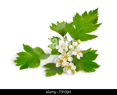 Fioritura Crataegus, comunemente chiamato biancospino, quickthorn, thornapple maggio-tree o whitethorn hawberry. Isolato su bianco. Foto Stock