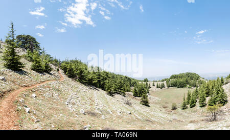 Shouf riserva della biosfera foresta di cedro, Barouk, Libano Foto Stock