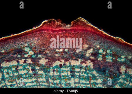 Campo oscuro fotomicrografia, Tiglio, Tilia sp., stelo TS due anni Foto Stock