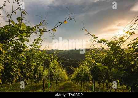 Gamlitz, Leibnitz, La Stiria , Austria - Vigneti Sulztal area a sud della Stiria, wine country, strada turistica Foto Stock