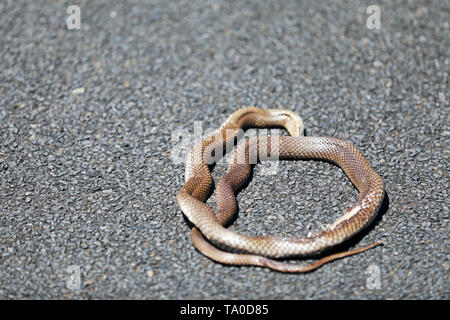 Serpente morto in Australia Foto Stock