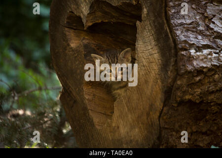 Gatto selvatico europeo (Felis silvestris) - gattino scoprendo la den dintorni, giocando e nascondere nel foro del tronco di un albero. Foto Stock