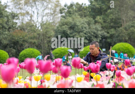 WUHAN-HUBEI/Cina, MAR 29-2019: Wuhan Botanic Garden. Generici di vecchio uomo è tenuto foto con i campi di tulipani nella parte del giardino. Si tratta di uno dei Foto Stock