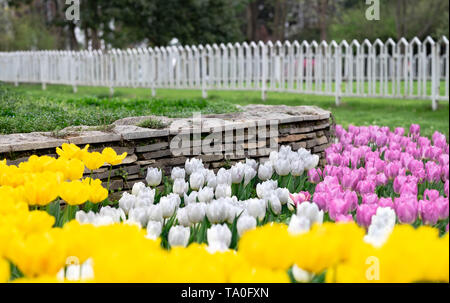 WUHAN-HUBEI/Cina, MAR 29-2019: Wuhan Botanic Garden. Generici di vecchio uomo è tenuto foto con i campi di tulipani nella parte del giardino. Si tratta di uno dei Foto Stock