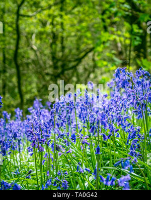 Bluebells in antichi boschi del Outwoods che è uno dei più antichi boschi superstite siti in Charnwood. Foto Stock