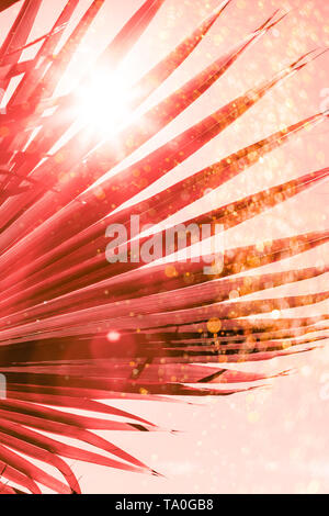 I rami di palma sotto la luce del sole sky virati al coralli viventi colore dell'anno 2019 Foto Stock