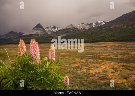 Fiore di lupini in una torbiera al di fuori di Ushuaia in Patagonia Argentina, Isola di Tierra del Fuego Foto Stock