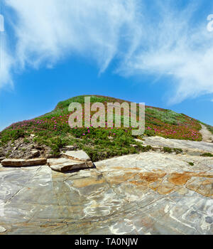 Fioritura estiva rock hill Carpobrotus con fiori di colore rosa e azzurro del cielo. Foto Stock