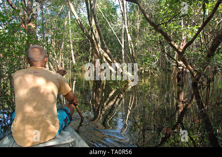 La foresta pluviale nelle acque del Rio Jauperi affluente del fiume Rio delle Amazzoni Foto Stock