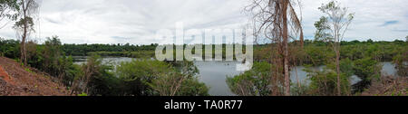 La foresta pluviale nelle acque del Rio Jauperi affluente del fiume Rio delle Amazzoni Foto Stock