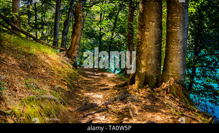 Sentiero Tranquillo accanto al lago Kozjak throuth la bella foresta del Parco Nazionale di Plitvice Foto Stock