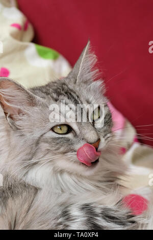 Close up ritratto di razza angora Turco Gatto sdraiato sul divano rosso Foto Stock