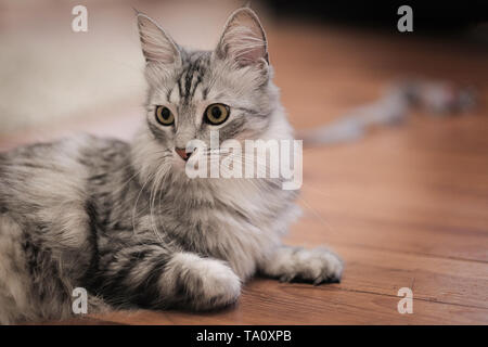 Angora turco Gatto sdraiato su un pavimento di legno curiosamente guardando la fotocamera Foto Stock