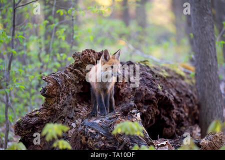 Rosso kit fox Vulpes vulpes permanente sulla sommità di un registro di muschio nel profondo della foresta in primavera in Canada Foto Stock