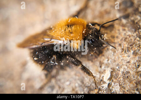 A Bumble Bee foto macro Foto Stock