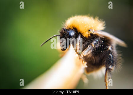 A Bumble Bee foto macro Foto Stock