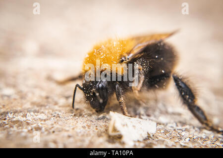 A Bumble Bee foto macro Foto Stock