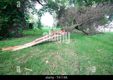 Grande albero caduto il ramo danneggiato da una tempesta in una zona erbosa Foto Stock