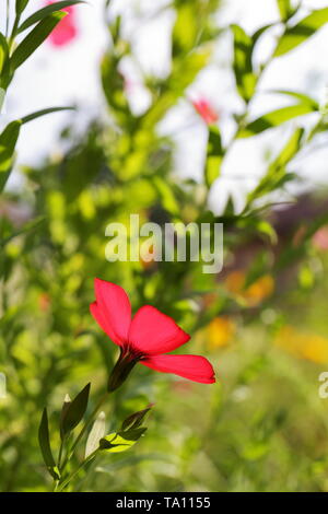 Vista laterale di un scarlet lino fiore di una mattina di sole; accenni di altri fiori selvatici in sfondo sfocato Foto Stock