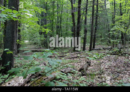 Apertura in una fitta foresta del Michigan; decadendo e registri di lettiera lascia il pavimento Foto Stock