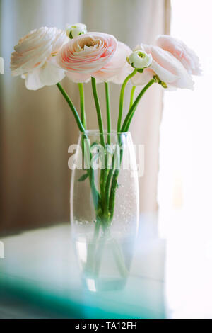Bella Fresh cut beige Ranunculus asiaticus o persiano ranuncolo mazzo di fiori in vaso di vetro su uno sfondo chiaro.Minimal composizione floreale Foto Stock