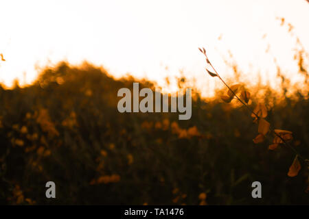 Bellissimi fiori di primavera sfondo astratto della natura. Rami di fioritura macro con soft focus sul dolce luce di sfocatura dello sfondo bokeh. al tramonto Foto Stock