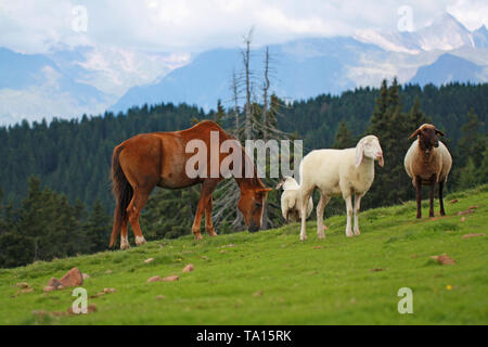 Cavallo al pascolo è tra le pecore nel prato con la montagna landescape in background Foto Stock