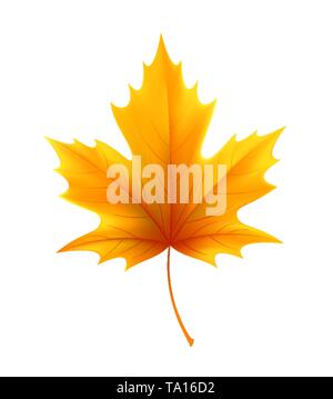 Giallo autunno maple leaf foglie. Illustrazione Vettoriale Illustrazione Vettoriale