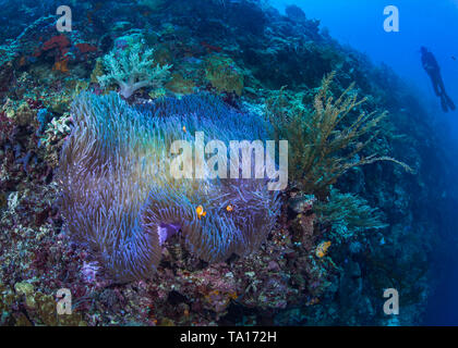 Magnifico bioluminescente anemone a clownfish immerso nei suoi tentacoli su una ripida scogliera di corallo con scuba diver guardare in blu sullo sfondo di acqua Foto Stock