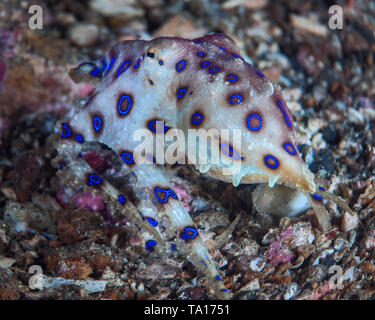 Blu-inanellati polpo (Hapalochlaena) nuota lontano e sfugge lungo la barriera corallina mare piano. Stretto di Lembeh, Indonesia. Foto Stock