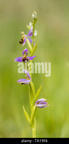 Gruppo di Bee orchid (Ophrys apifera) fiori rosa humblebee mimicing insetti per polinate il fiore. Sfocate su sfondo verde Foto Stock