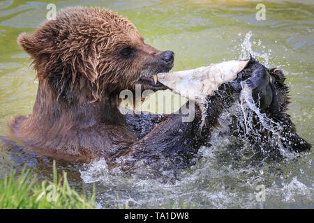 Whipsnade, REGNO UNITO, 21 maggio 2019. Eurasian orso bruno lady Cenerentola, uno dei tre femminili orso bruno residente a ZSL Whipsnade Zoo, ha un sacco di divertimento schizzi circa con sfere di arricchimento, noci di cocco e di un panno e di pelle di animale nel contenitore in piscina mentre vi godete il caldo sole del pomeriggio nel Sud Est. Credito: Imageplotter/Alamy Live News Foto Stock