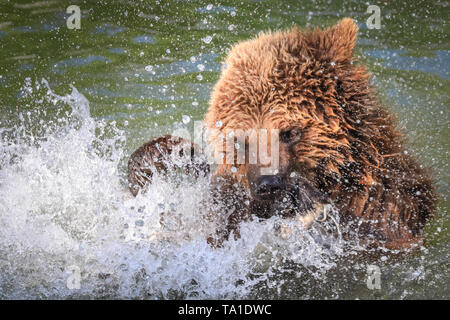 Whipsnade, REGNO UNITO, 21 maggio 2019. Eurasian orso bruno lady Cenerentola, uno dei tre femminili orso bruno residente a ZSL Whipsnade Zoo, ha un sacco di divertimento schizzi circa con sfere di arricchimento, noci di cocco e di un panno e di pelle di animale nel contenitore in piscina mentre vi godete il caldo sole del pomeriggio nel Sud Est. Credito: Imageplotter/Alamy Live News Foto Stock