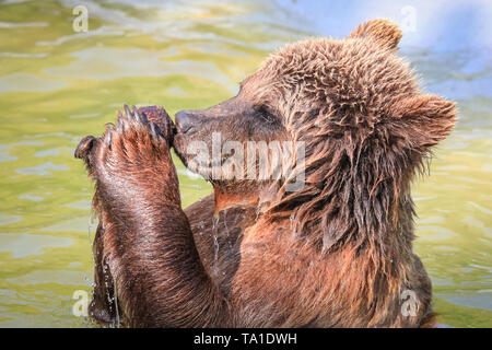 Whipsnade, REGNO UNITO, 21 maggio 2019. Eurasian orso bruno lady Cenerentola, uno dei tre femminili orso bruno residente a ZSL Whipsnade Zoo, ha un sacco di divertimento schizzi circa con sfere di arricchimento, noci di cocco e di un panno e di pelle di animale nel contenitore in piscina mentre vi godete il caldo sole del pomeriggio nel Sud Est. Credito: Imageplotter/Alamy Live News Foto Stock