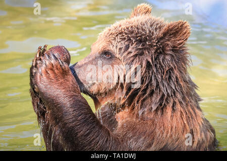 Whipsnade, REGNO UNITO, 21 maggio 2019. Eurasian orso bruno lady Cenerentola, uno dei tre femminili orso bruno residente a ZSL Whipsnade Zoo, ha un sacco di divertimento schizzi circa con sfere di arricchimento, noci di cocco e di un panno e di pelle di animale nel contenitore in piscina mentre vi godete il caldo sole del pomeriggio nel Sud Est. Credito: Imageplotter/Alamy Live News Foto Stock