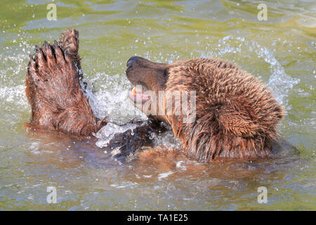 Whipsnade, REGNO UNITO, 21 maggio 2019. Eurasian orso bruno lady Cenerentola, uno dei tre femminili orso bruno residente a ZSL Whipsnade Zoo, ha un sacco di divertimento schizzi circa con sfere di arricchimento, noci di cocco e di un panno e di pelle di animale nel contenitore in piscina mentre vi godete il caldo sole del pomeriggio nel Sud Est. Credito: Imageplotter/Alamy Live News Foto Stock