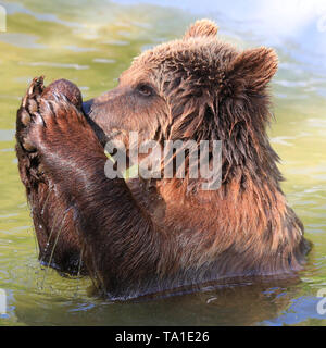 Whipsnade, REGNO UNITO, 21 maggio 2019. Eurasian orso bruno lady Cenerentola, uno dei tre femminili orso bruno residente a ZSL Whipsnade Zoo, ha un sacco di divertimento schizzi circa con sfere di arricchimento, noci di cocco e di un panno e di pelle di animale nel contenitore in piscina mentre vi godete il caldo sole del pomeriggio nel Sud Est. Credito: Imageplotter/Alamy Live News Foto Stock