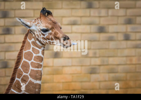 ZSL Whipsnade Zoo, Regno Unito - 21 maggio 2019. Little baby giraffe 'Khari' gode la sua calda giornata fuori nel sole. Il nuovo baby giraffe reticolate (Giraffa camelopardalis reticulata) è nato per la prima volta la mamma Luna e papà Bashu 4 settimane fa ed è stato denominato Khari. Che significa "Re-like' in Swahili Credito: Imageplotter/Alamy Live News Foto Stock