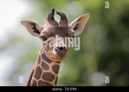 Lo Zoo Whipsnade, UK. 21 Maggio, 2019. Quattro settimane baby giraffe, Khari, gode di un bel pomeriggio di sole a ZSL Whipsnade. Credito: Chris Aubrey/Alamy Live News Foto Stock