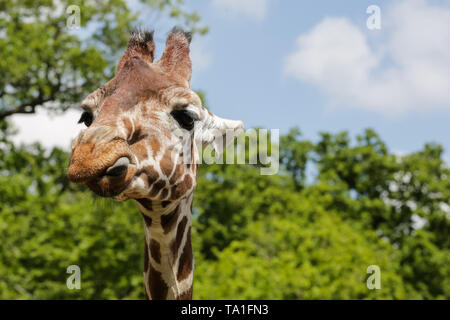 Lo Zoo Whipsnade, UK. 21 Maggio, 2019. Giraffa reticolata scherzosamente affiora la lingua di fuori in un pomeriggio soleggiato a ZSL Whipsnade. Credito: Chris Aubrey/Alamy Live News Foto Stock