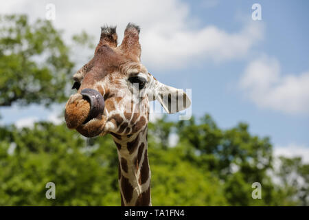 Lo Zoo Whipsnade, UK. 21 Maggio, 2019. Giraffa reticolata scherzosamente affiora la lingua di fuori in un pomeriggio soleggiato a ZSL Whipsnade. Credito: Chris Aubrey/Alamy Live News Foto Stock