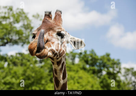 Lo Zoo Whipsnade, UK. 21 Maggio, 2019. Giraffa reticolata scherzosamente affiora la lingua di fuori in un pomeriggio soleggiato a ZSL Whipsnade. Credito: Chris Aubrey/Alamy Live News Foto Stock