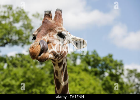 Lo Zoo Whipsnade, UK. 21 Maggio, 2019. Giraffa reticolata scherzosamente affiora la lingua di fuori in un pomeriggio soleggiato a ZSL Whipsnade. Credito: Chris Aubrey/Alamy Live News Foto Stock