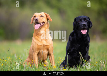 Due Labrador Retriever cani. Piccole profondità di campo Foto Stock